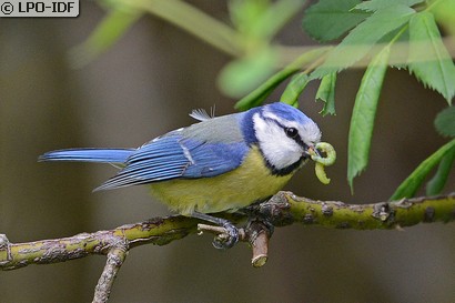 Mésange bleue