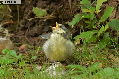 Mésange bleue