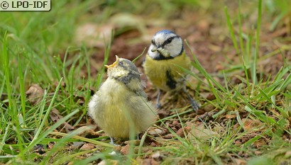 Mésange bleue