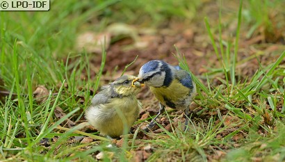 Mésange bleue