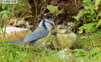 Mésange bleue