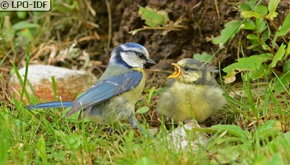 Mésange bleue
