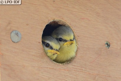Mésange bleue