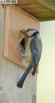 Mésange bleue