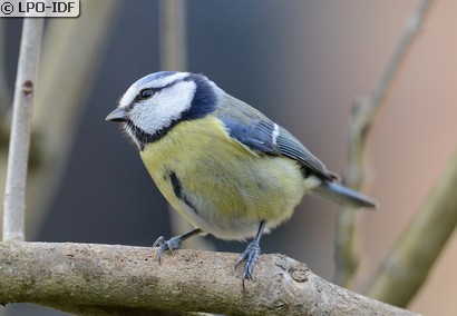 Mésange bleue