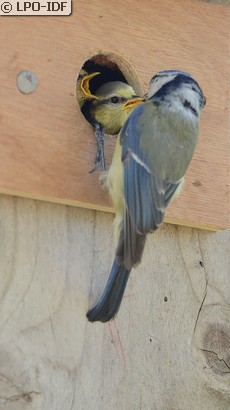 Mésange bleue