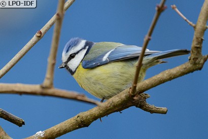 Mésange bleue