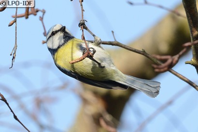Mésange bleue