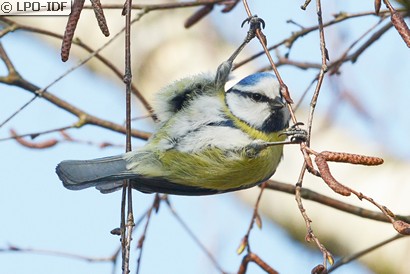 Mésange bleue