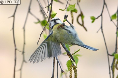 Mésange bleue