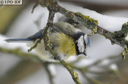 Mésange bleue