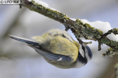 Mésange bleue