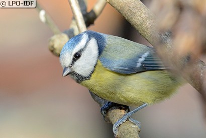 Mésange bleue