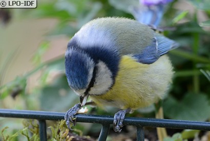 Mésange bleue