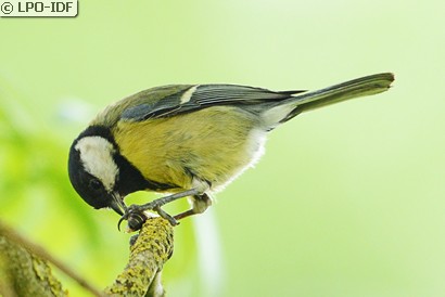 Mésange charbonnière