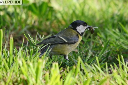 Mésange charbonnière
