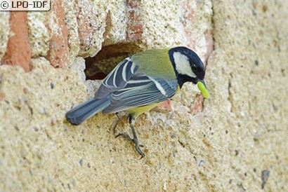 Mésange charbonnière
