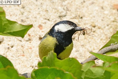 Mésange charbonnière