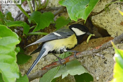 Mésange charbonnière