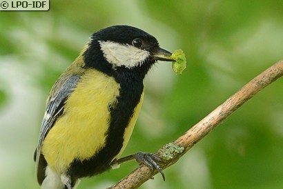 Mésange charbonnière