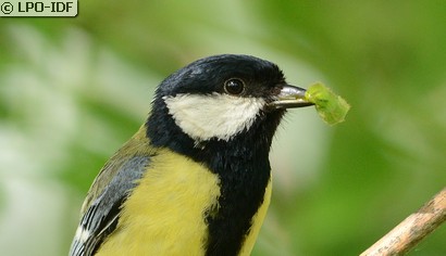 Mésange charbonnière
