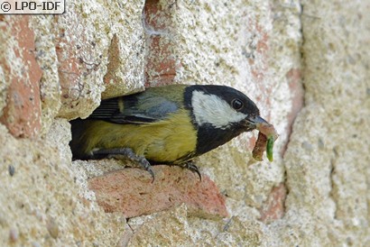 Mésange charbonnière
