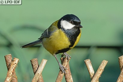 Mésange charbonnière