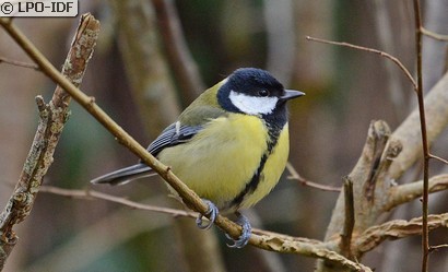 Mésange charbonnière