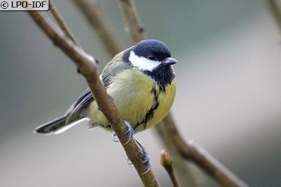 Mésange charbonnière
