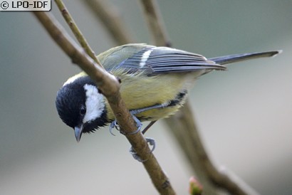 Mésange charbonnière