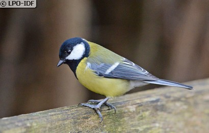 Mésange charbonnière