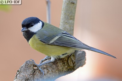 Mésange charbonnière