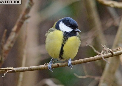 Mésange charbonnière