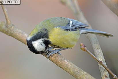 Mésange charbonnière