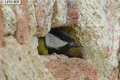 Mésange charbonnière