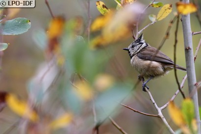 Mésange huppée