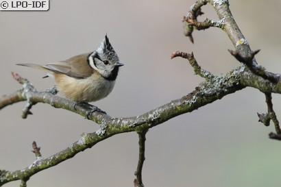 Mésange huppée