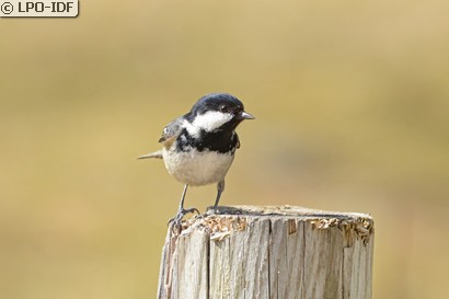 Mésange noire