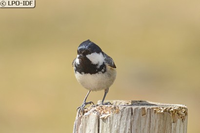 Mésange noire