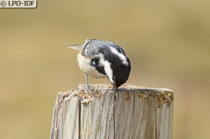 Mésange noire