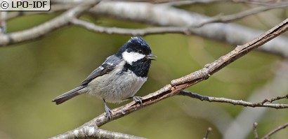 Mésange noire