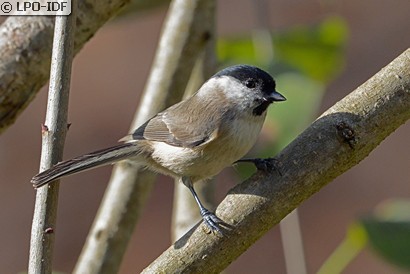 Mésange nonnette