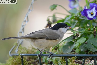 Mésange nonnette