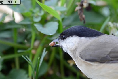 Mésange nonnette