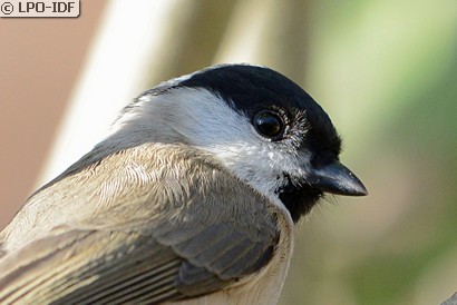 Mésange nonnette