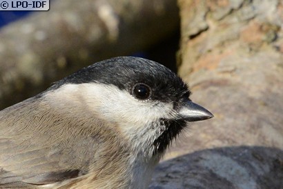 Mésange nonnette