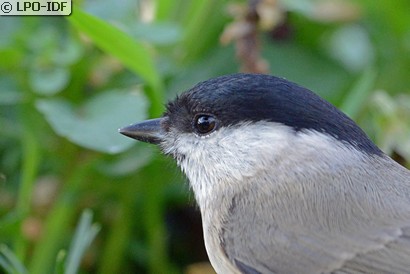 Mésange nonnette