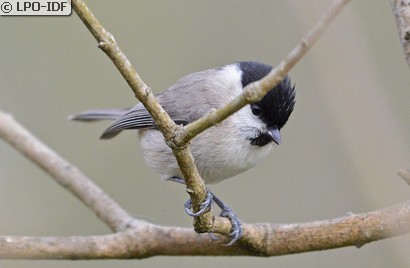 Mésange nonnette