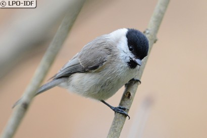 Mésange nonnette