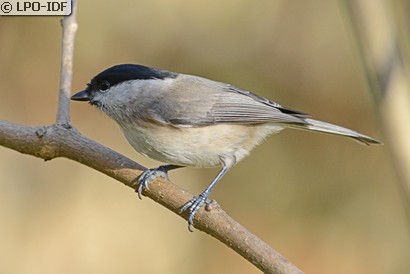 Mésange nonnette